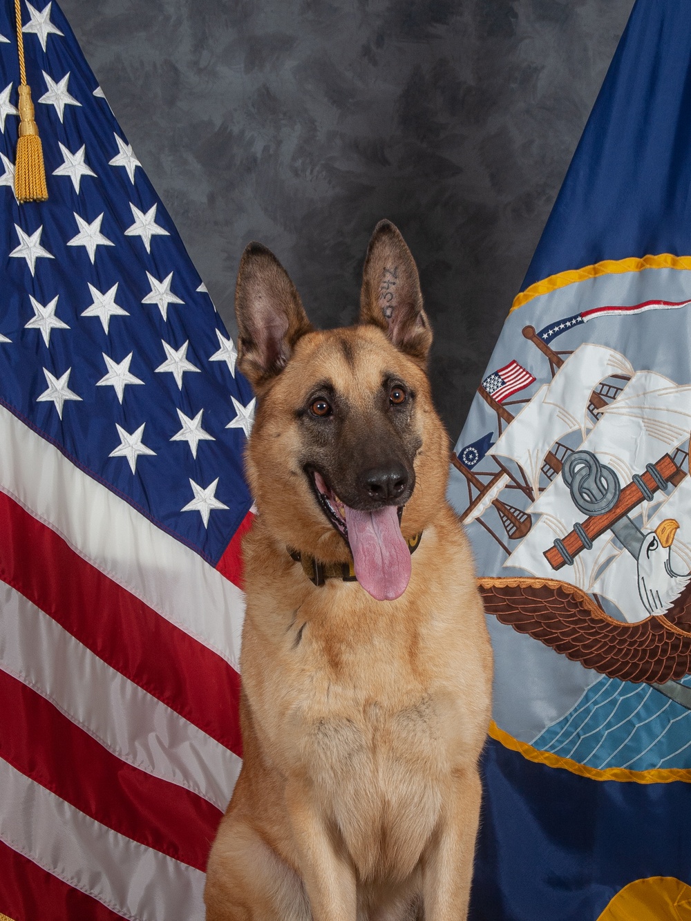 CFAY Military Working Dog Studio Portrait