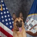 CFAY Military Working Dog Studio Portrait