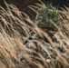 Royal Military Academy Sandhurst Officer Cadets train at Grafenwoehr Training Area