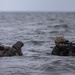24th MEU MSPF Conducts Intelligence Interoperability Exercise II