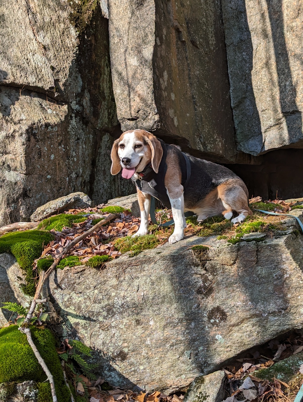 Retired Army veteran shares a beagle adventure with Fort Drum foresters