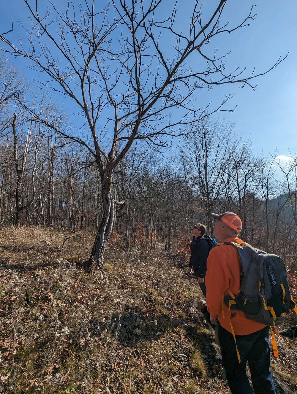 Retired Army veteran shares a beagle adventure with Fort Drum foresters