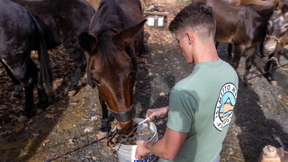 2nd Marine Logistics Group Participates in a Mule Packing Course