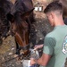 2nd Marine Logistics Group Participates in a Mule Packing Course