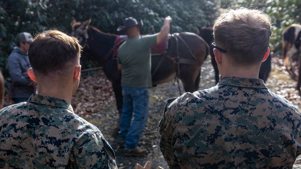 2nd Marine Logistics Group Participates in a Mule Packing Course