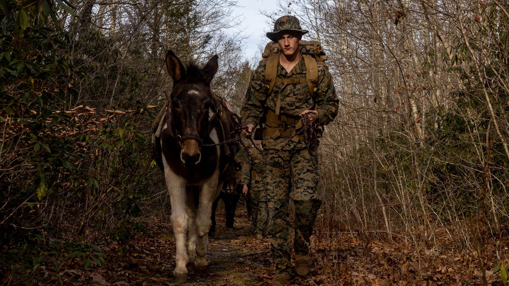 2nd Marine Logistics Group Participates in a Mule Packing Course