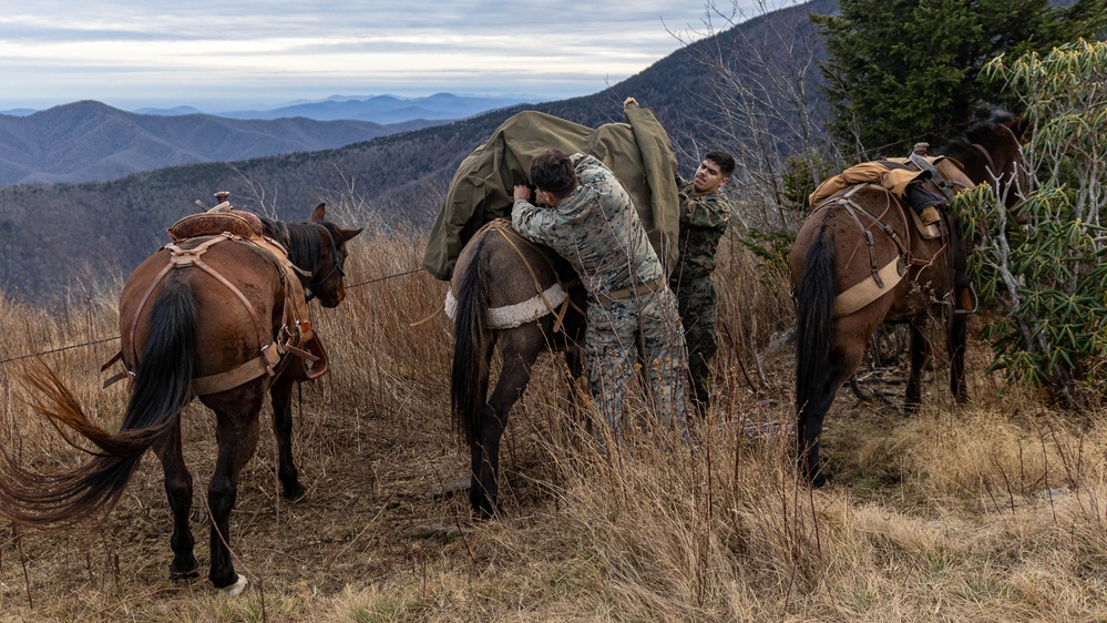 2nd Marine Logistics Group Participates in a Mule Packing Course