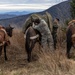 2nd Marine Logistics Group Participates in a Mule Packing Course