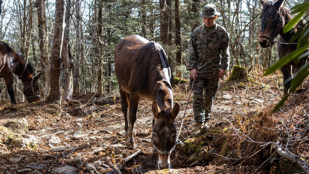 2nd Marine Logistics Group Participates in a Mule Packing Course