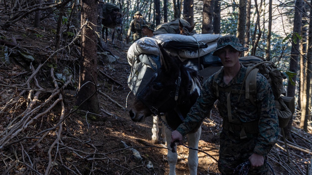 DVIDS - Images - 2nd Marine Logistics Group Participates In A Mule ...