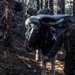 2nd Marine Logistics Group Participates in a Mule Packing Course