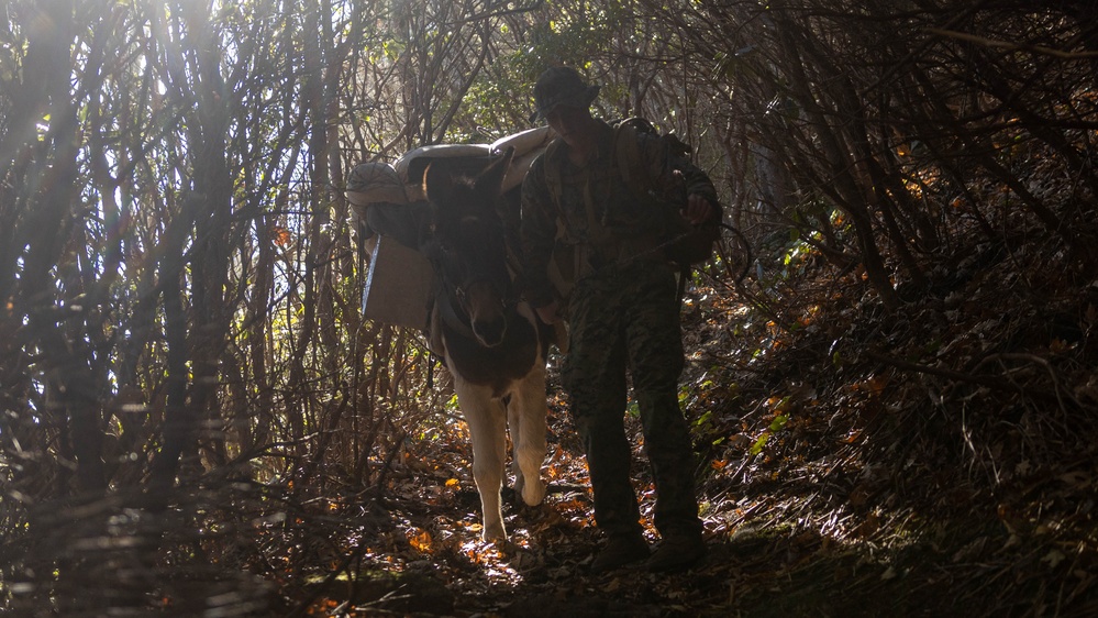 2nd Marine Logistics Group in a Mule Packing Course