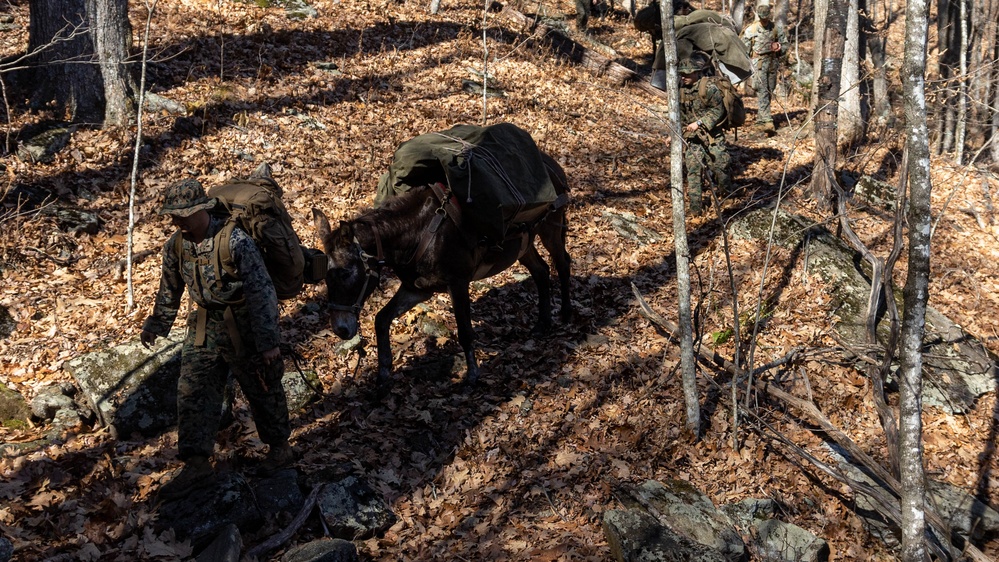 2nd Marine Logistics Group Participates in a Mule Packing Course