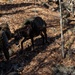 2nd Marine Logistics Group Participates in a Mule Packing Course