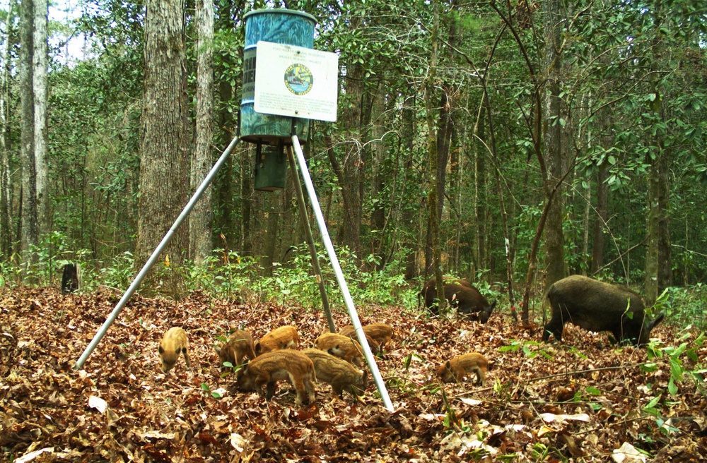 Off the charts: Feral hog population explosion creates problems