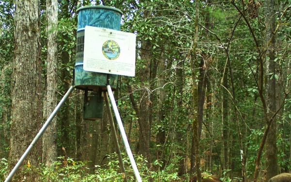 Feral hogs a potential threat to post populace