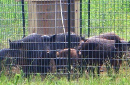 Hog wild: Trapping impacts feral hog population