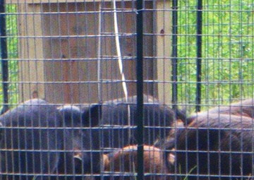 Fort Rucker offers incentives to hunters, trappers to target feral hogs
