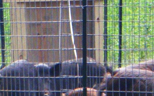 Hog wild: Trapping impacts feral hog population