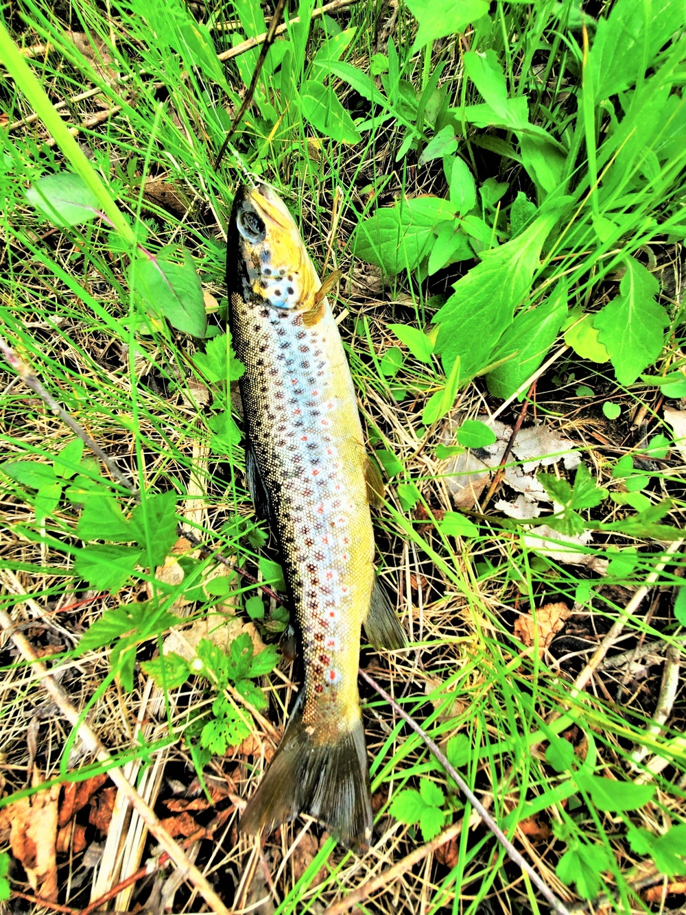DVIDS Images Early catchandrelease trout season in 2024 at Fort