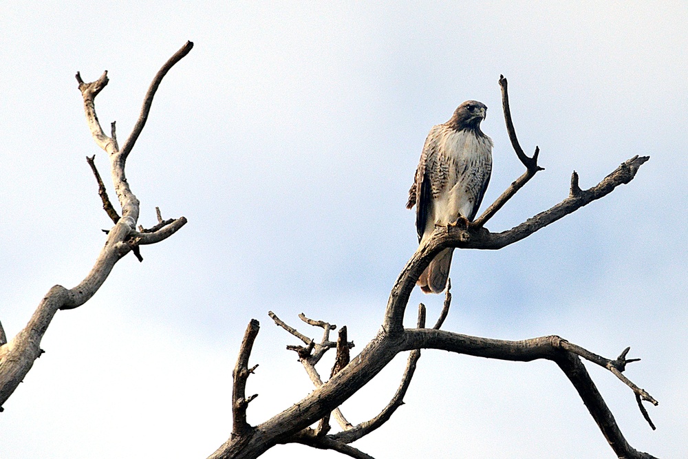 Birds of the Yolo Bypass