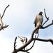 Birds of the Yolo Bypass