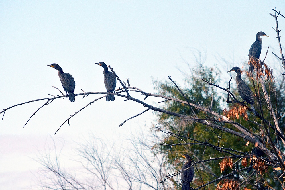 Birds of the Yolo Bypass