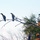 Birds of the Yolo Bypass