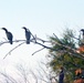 Birds of the Yolo Bypass