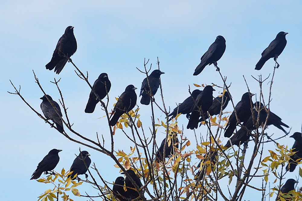 Birds of the Yolo Bypass