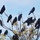 Birds of the Yolo Bypass