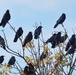 Birds of the Yolo Bypass