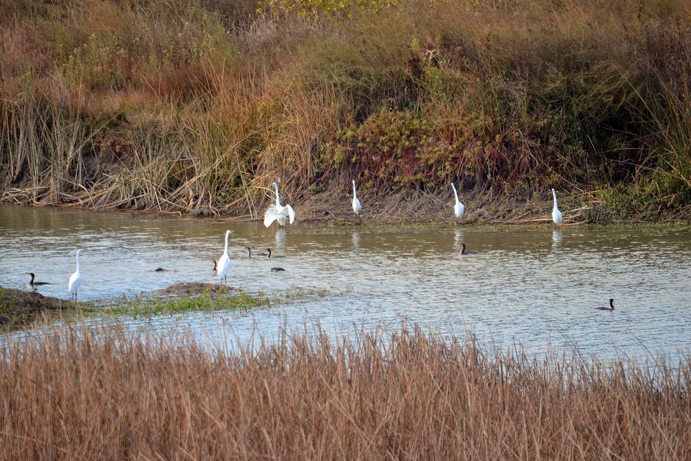 Birds of the Yolo Bypass