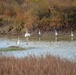 Birds of the Yolo Bypass