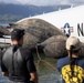 Salvage Team Positions U.S. Navy P-8A Poseidon for Extraction from Kaneohe Bay