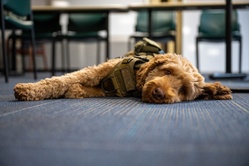 Service dog helps Colonel fight the battles back home