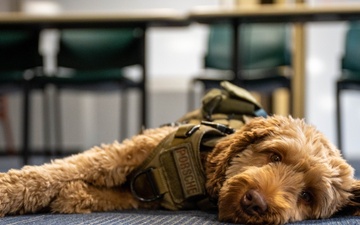 Service dog helps Colonel fight the battles back home