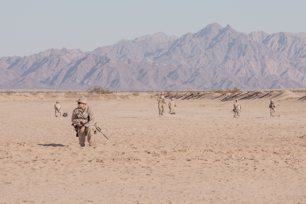 Steel Knight 23.2: 2nd Bn., 5th Marines rehearses infantry tactics
