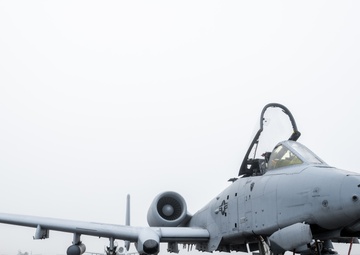 Warthogs in the fog