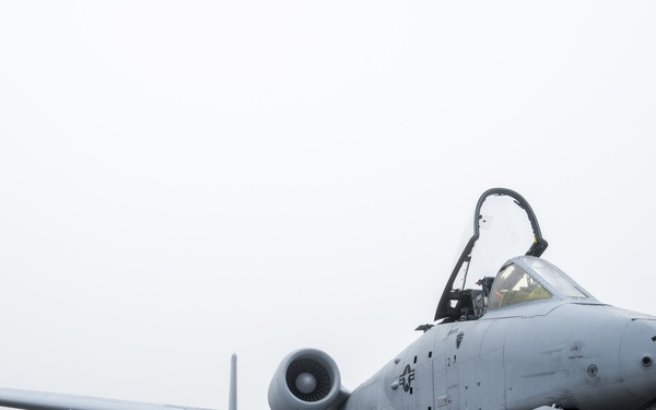 Warthogs in the fog