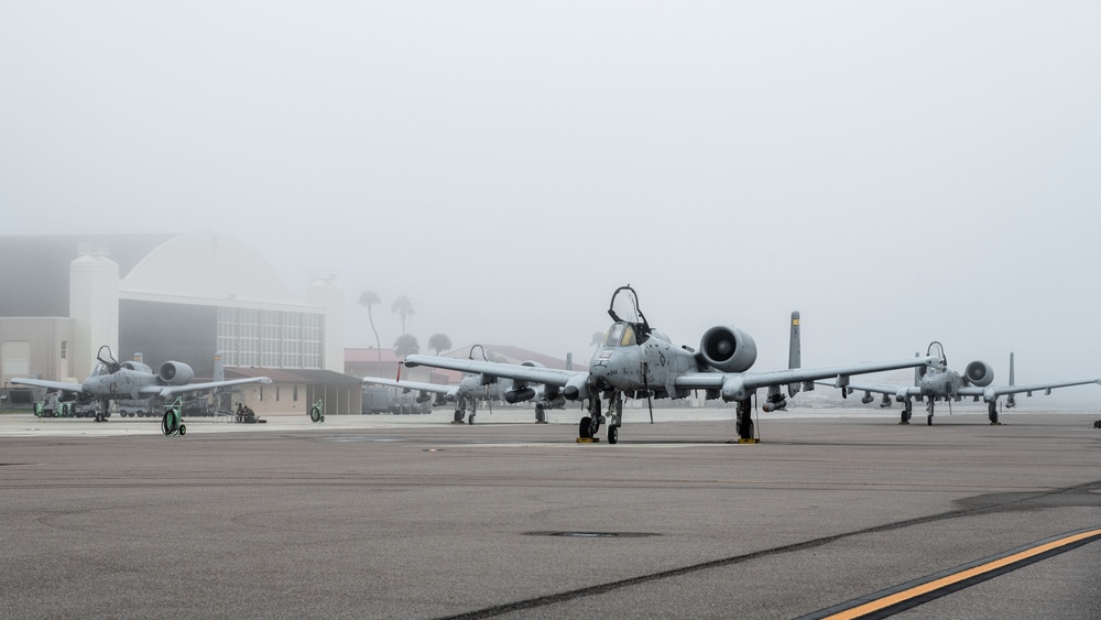 Warthogs in the fog