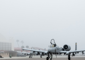 Warthogs in the fog