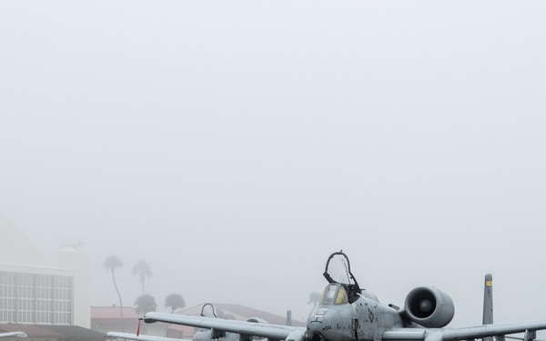 Warthogs in the fog