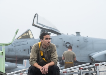Warthogs in the fog