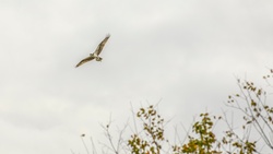 Osprey Snags Fish at Wallisville Lake Project [Image 1 of 4]