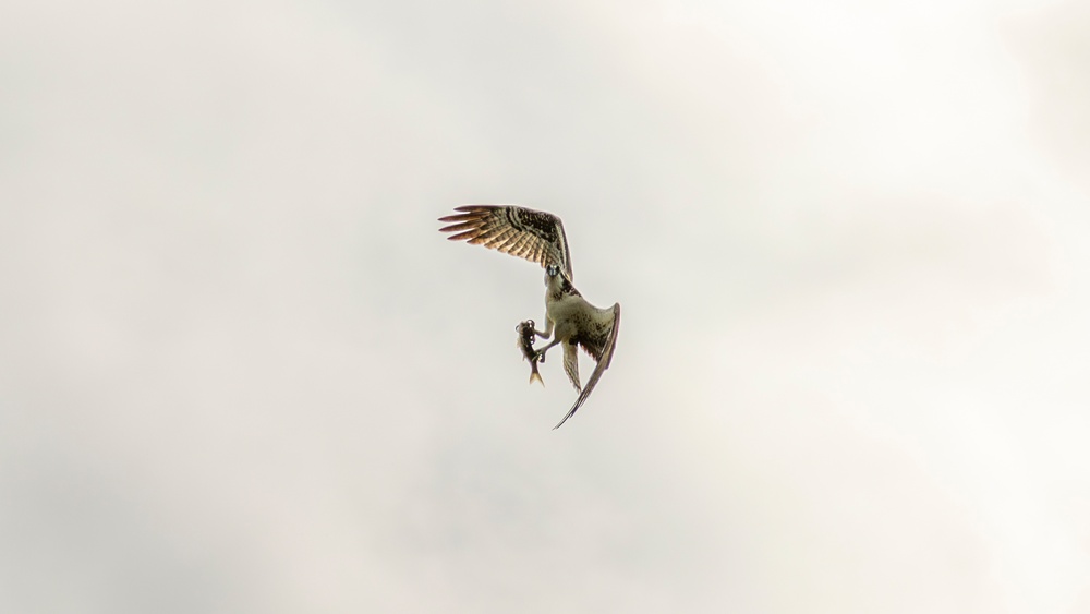 Osprey Snags Fish at Wallisville Lake Project