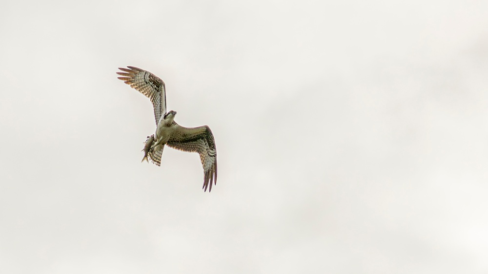 Osprey Snags Fish at Wallisville Lake Project