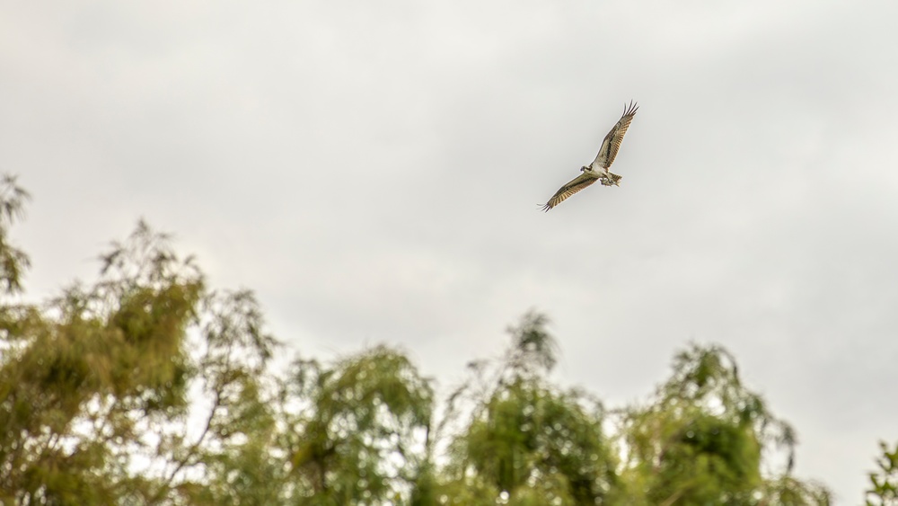 Osprey Snags Fish at Wallisville Lake Project