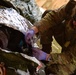European Best Medic Competition K-9 TCCC