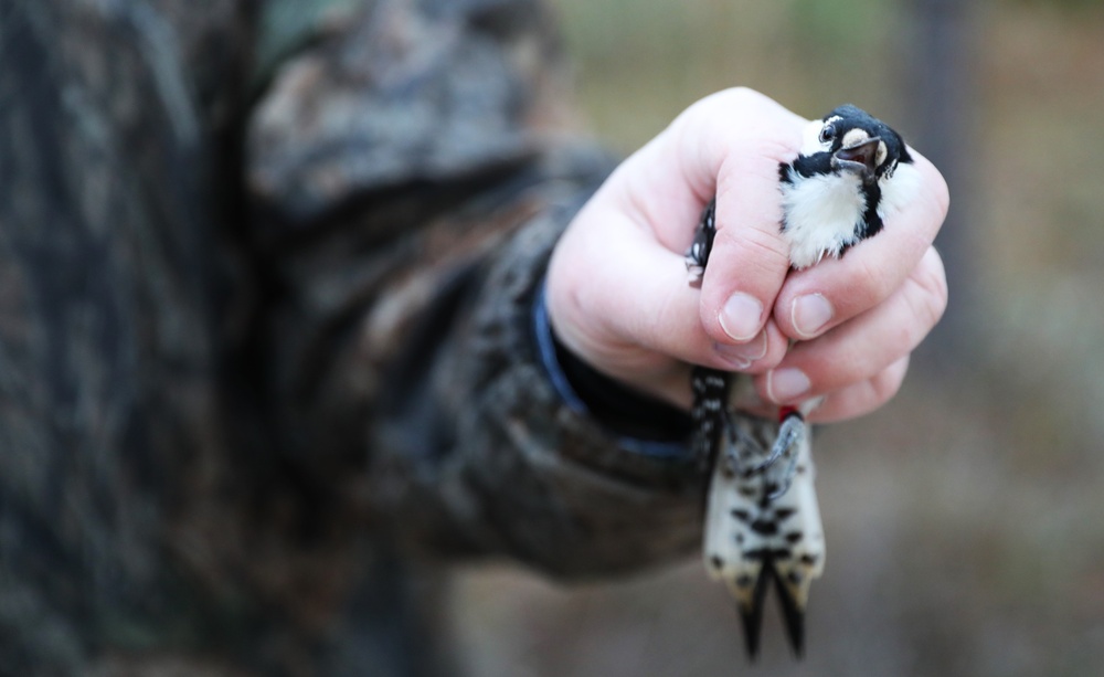 Fort Stewart and Georgia Department of Natural Resources Relocate Endangered Red-Cockaded Woodpeckers